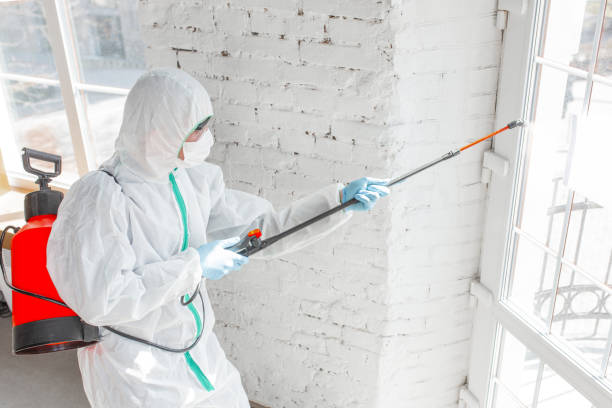 Best Basement Mold Removal  in Spencerport, NY